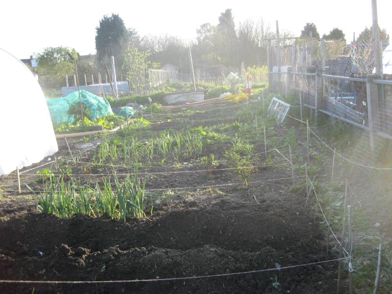 Permalink to Alice’s green fingers